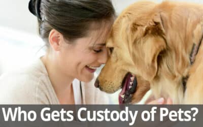 Who Gets Custody of the Pets in Your Long Island Divorce?