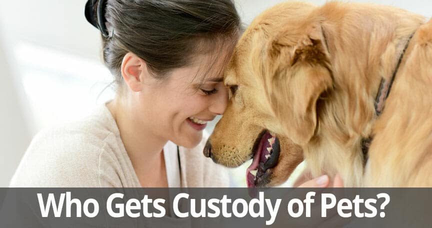pet custody Long ISland, NY